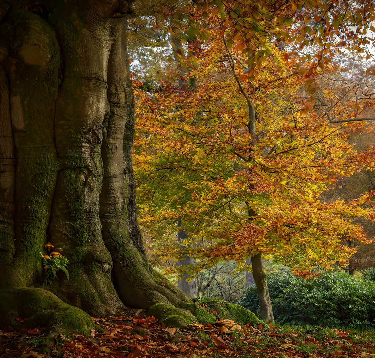 TPFR40628: Arbre majestueux en automne