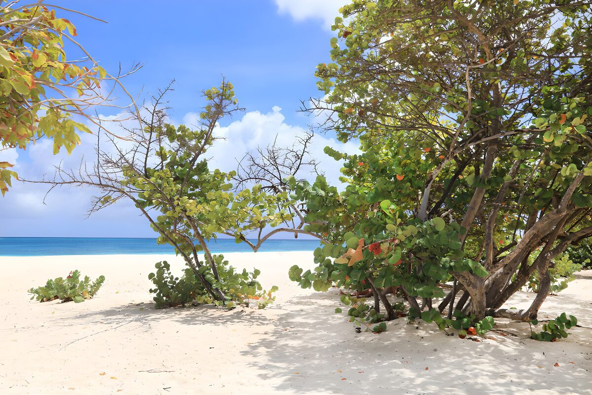 TPFR54850: Plage paisible entre les arbres