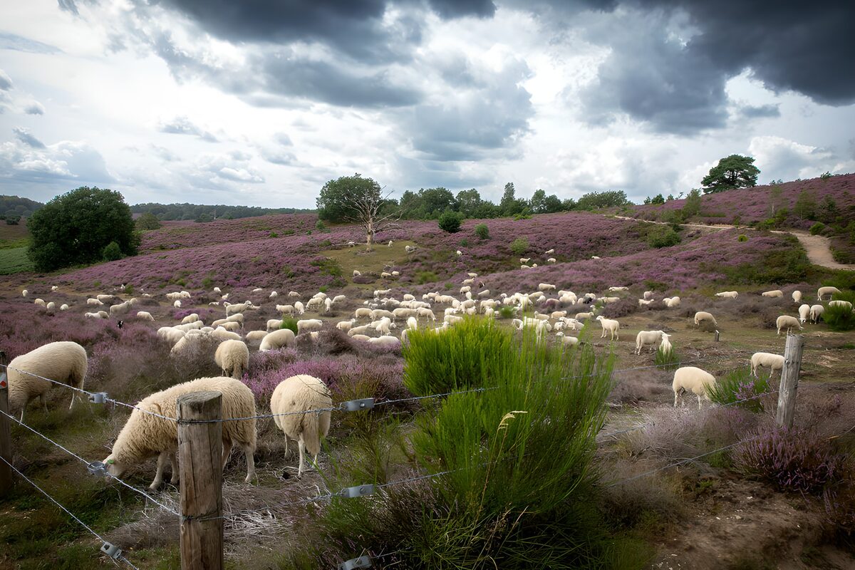 TPFR27913: Champs de bruyère avec des moutons