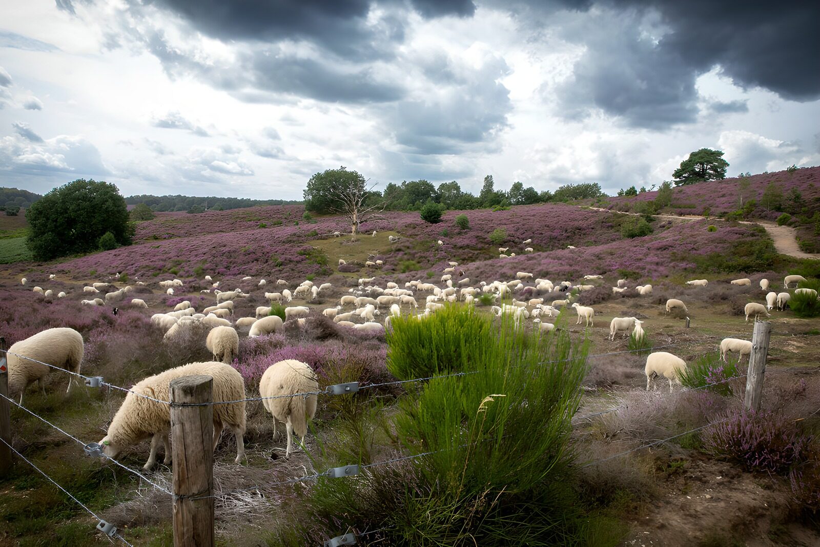 TPFR27913: Champs de bruyère avec des moutons
