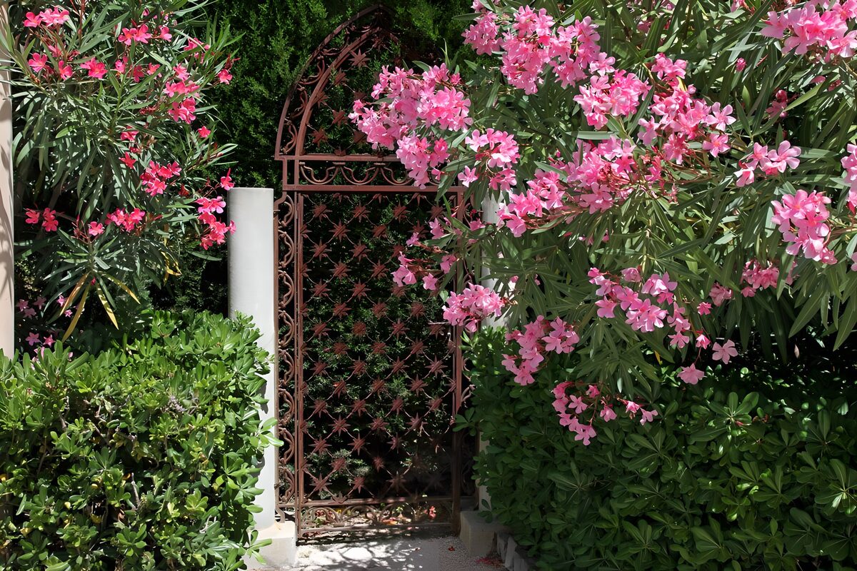 TPFR46204: Portail fleuri en plein soleil