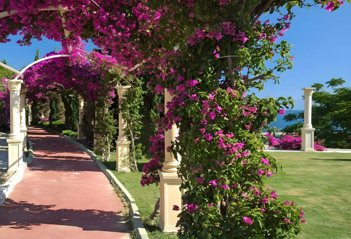 Allée romantique avec des bougainvilliers