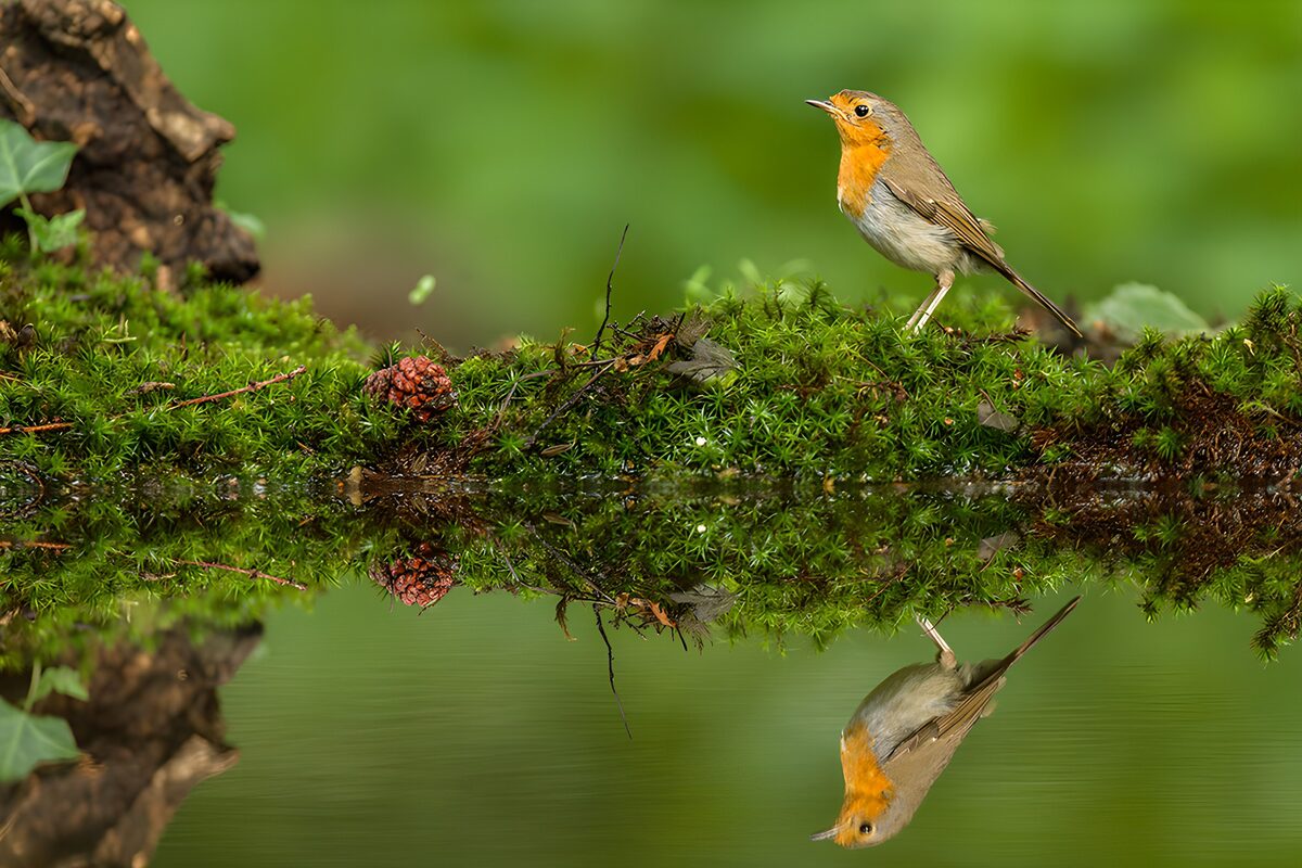 Rouge-gorge au bord de l'eau