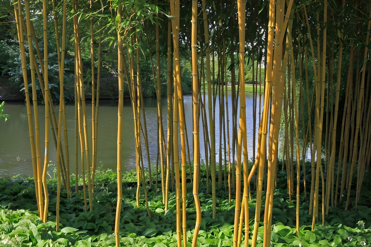 Bambou au bord de l'eau