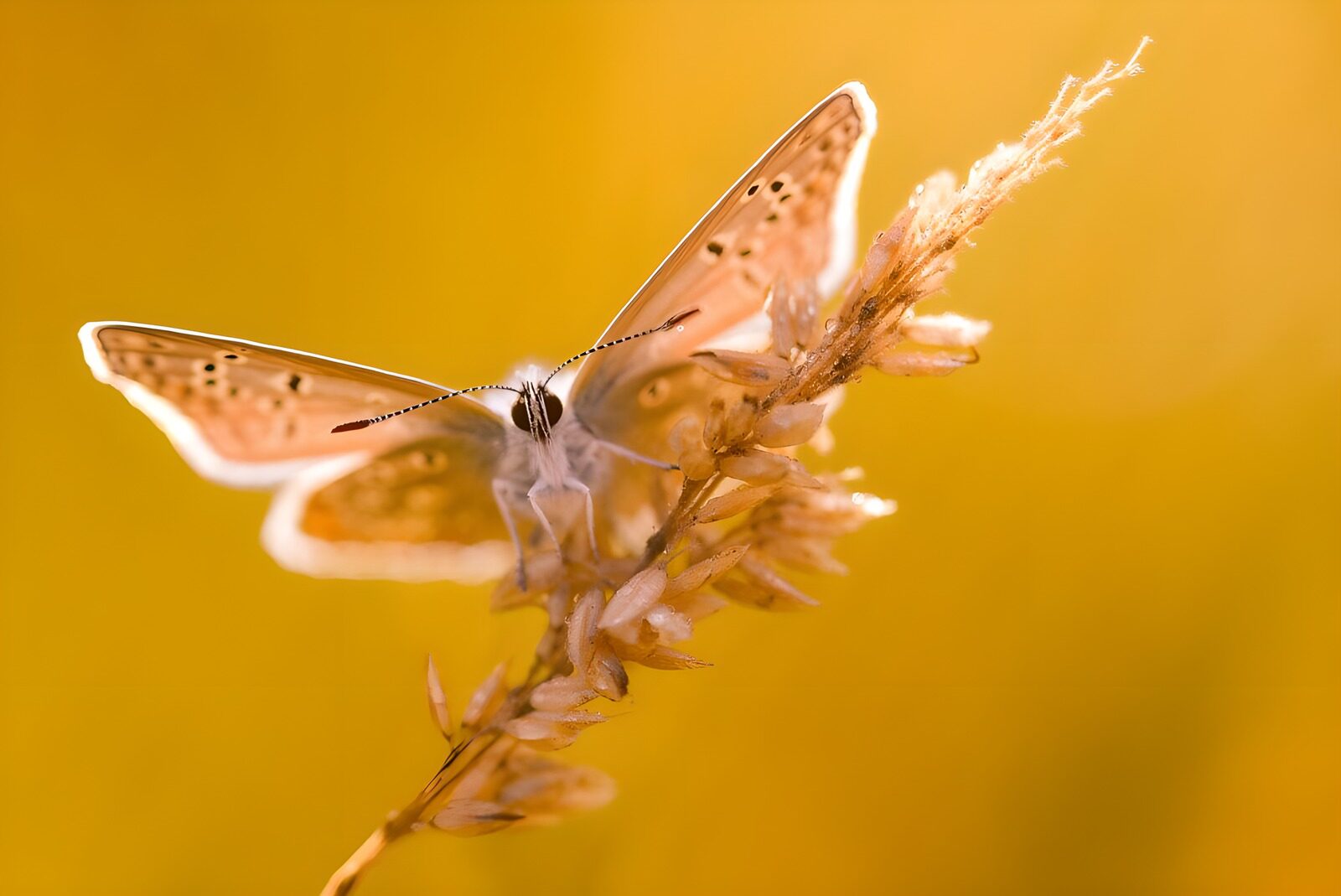 TPFR72370: Papillon délicat sur une tige dorée