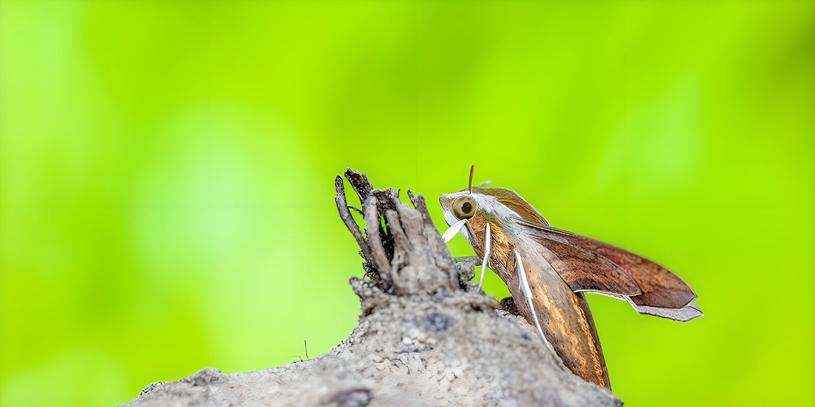 TPFR60406: Papillon sur un tronc d'arbre