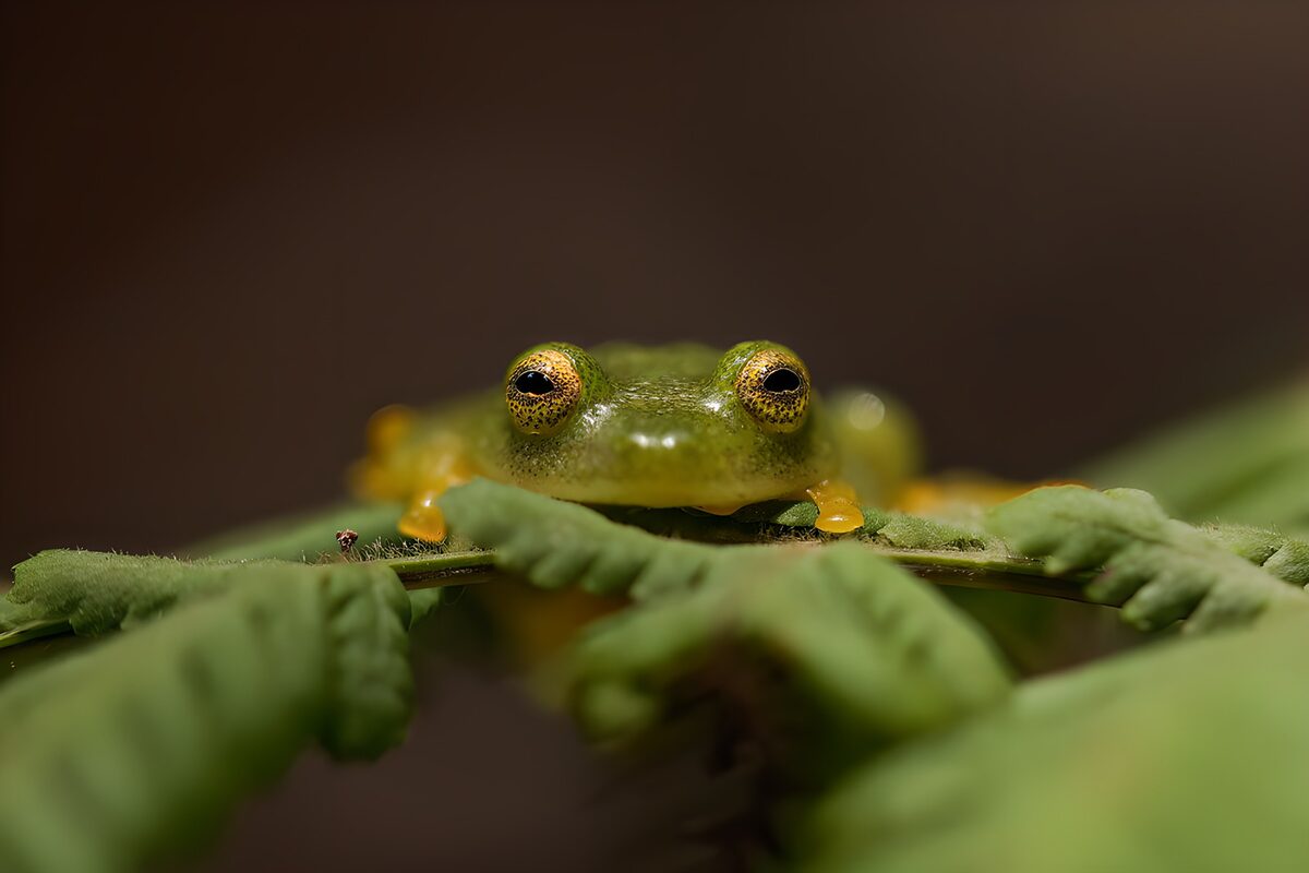 Grenouille verte sur une feuille