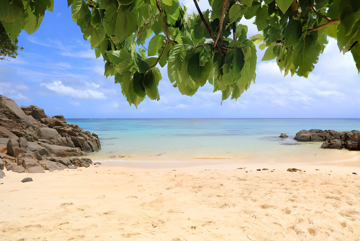 TPFR63282: Plage tranquille sous les feuilles verdoyantes