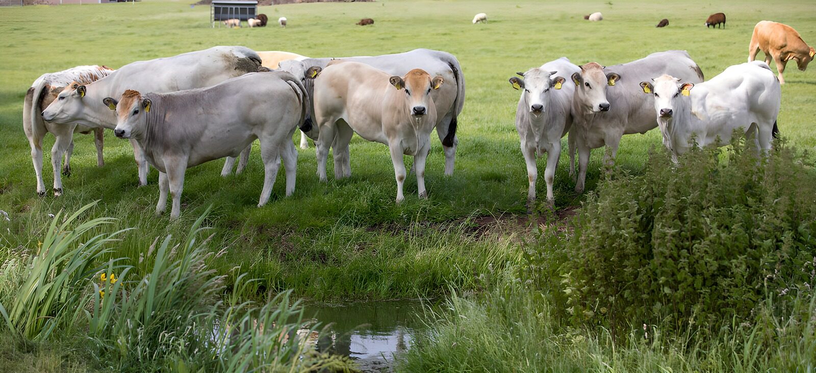 TPFR99534: Vaches paissant dans un pré verdoyant