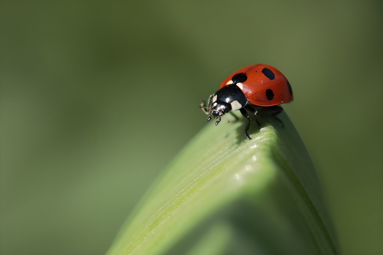 TPFR46507: Coccinelle sur une feuille verte