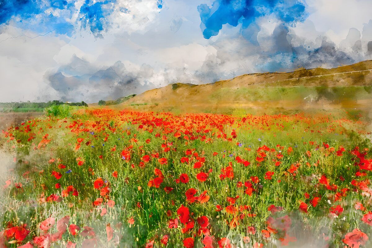 Champ de coquelicots sous le ciel