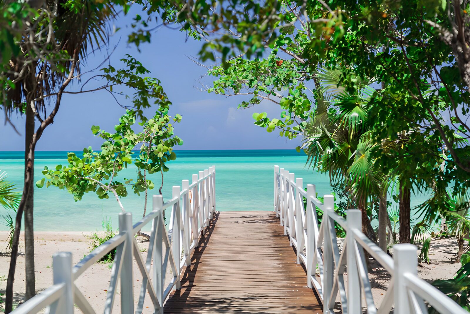 TPFR89733: Promenade vers le paradis tropical