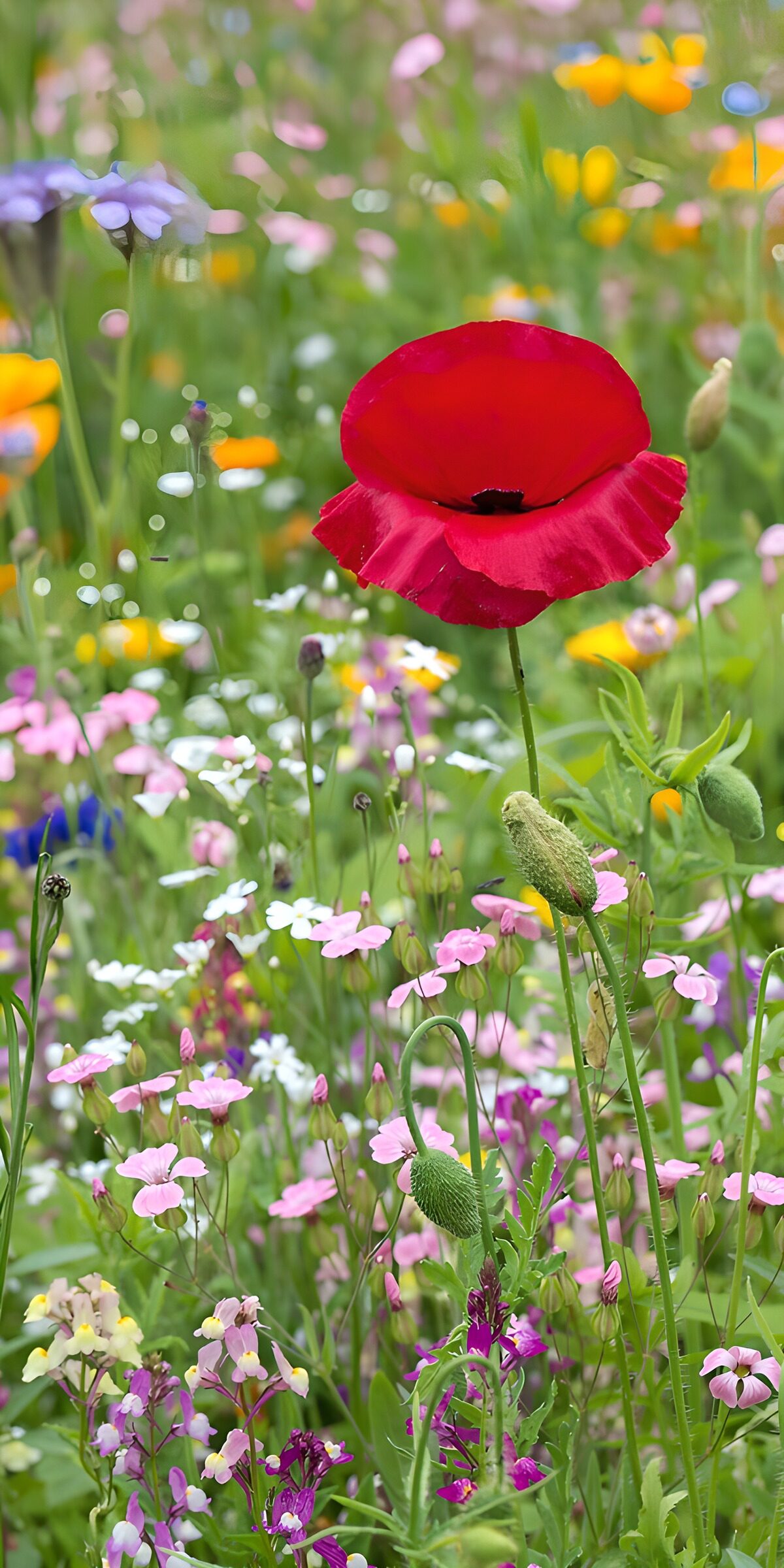 TPFR22645: Fleurs sauvages dans un champ coloré