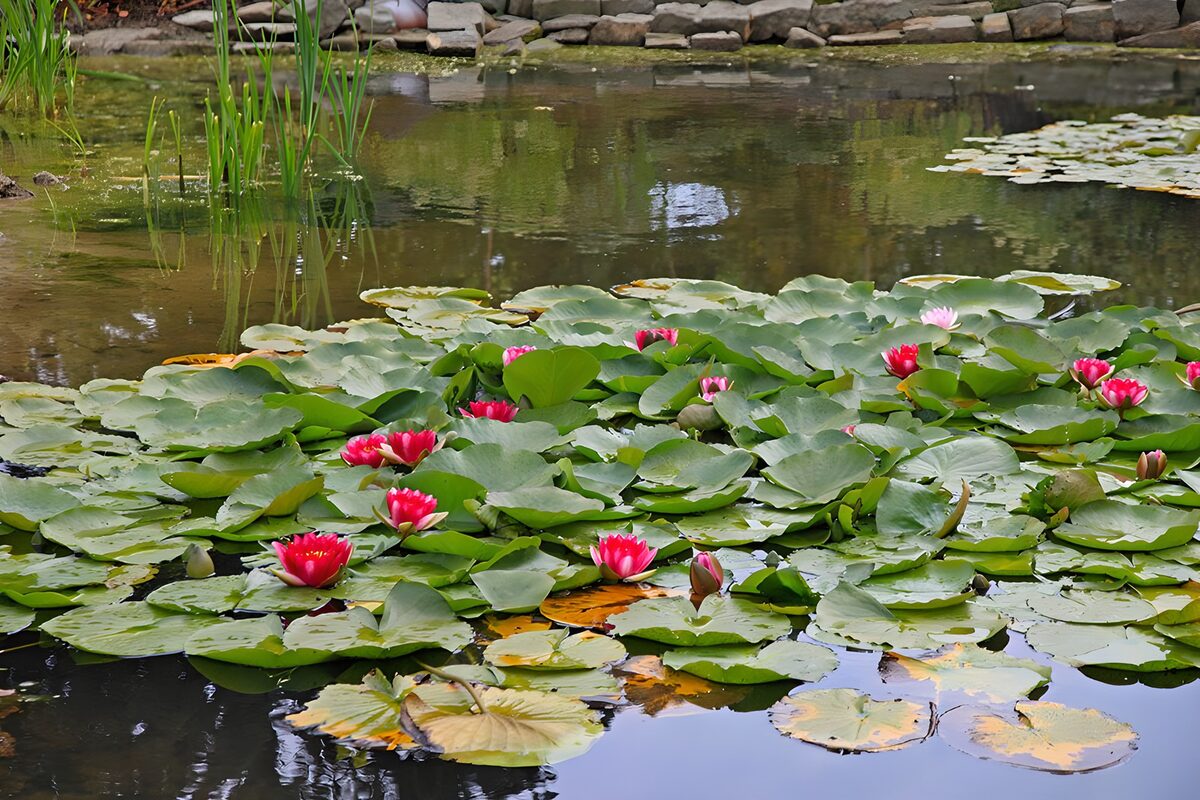 Nénuphars colorés sur l'eau tranquille