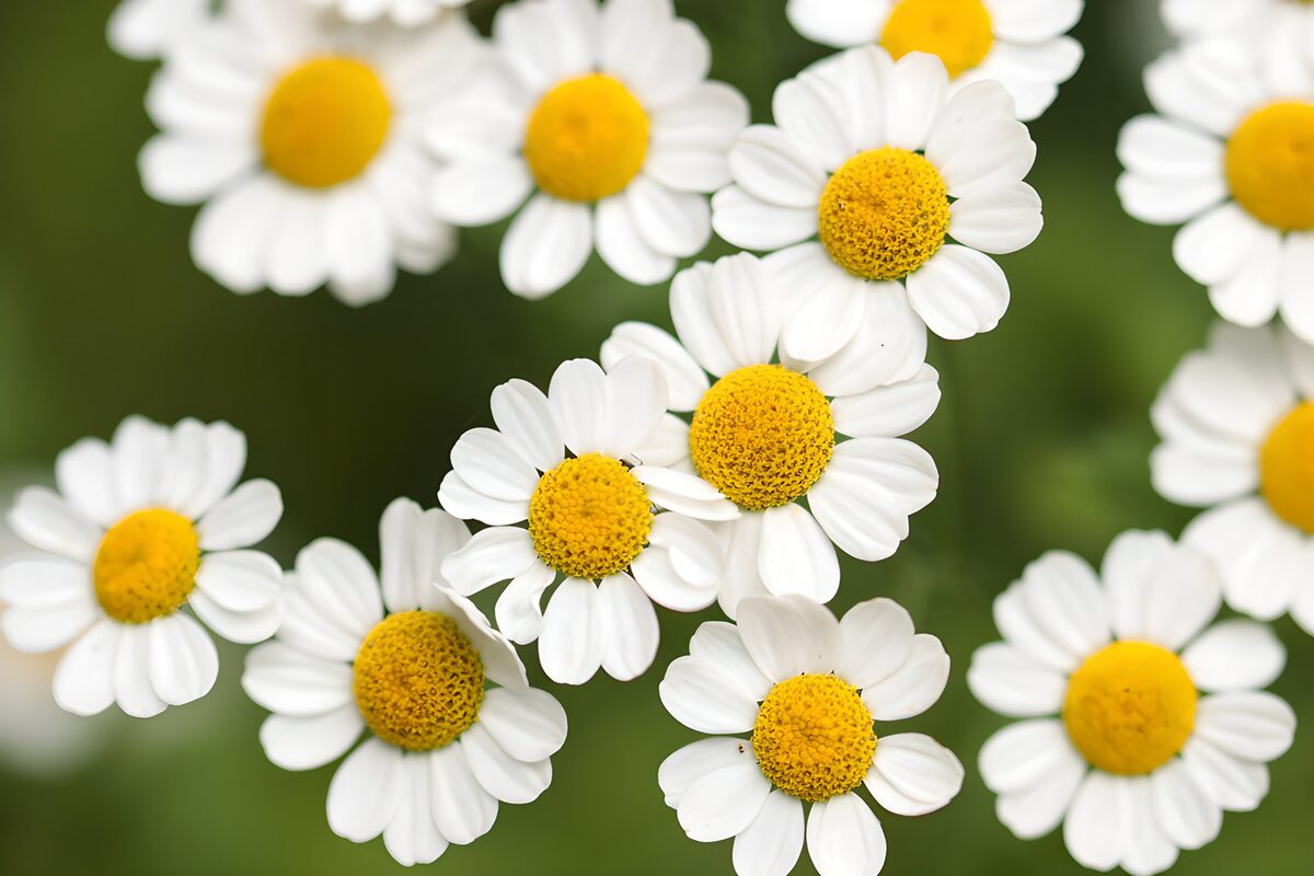 TPFR38890: Fleurs blanches et jaunes éclatantes