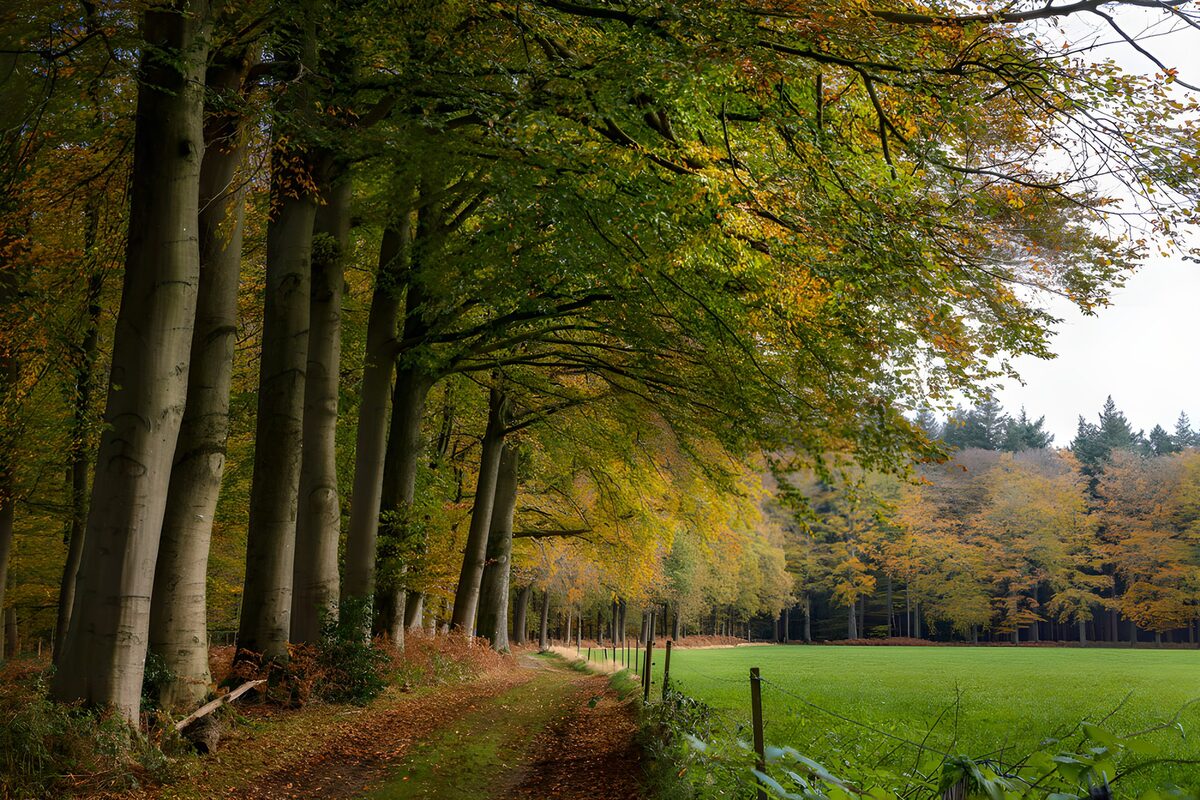 TPFR17082: Chemin forestier en automne
