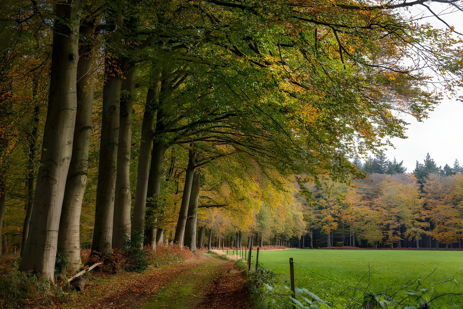 TPFR17082: Chemin forestier en automne