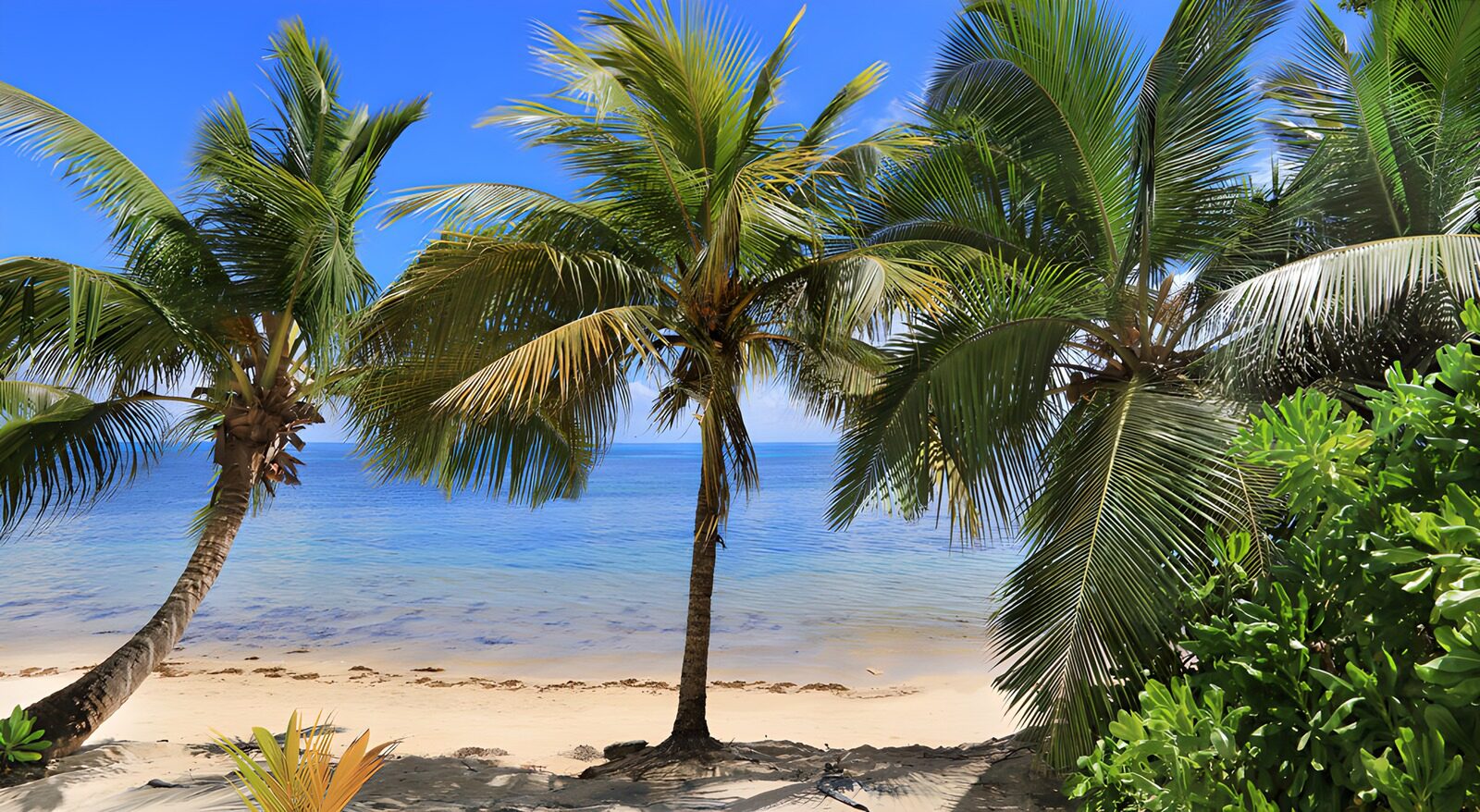 TPFR80538: Plage tropicale sous les palmiers