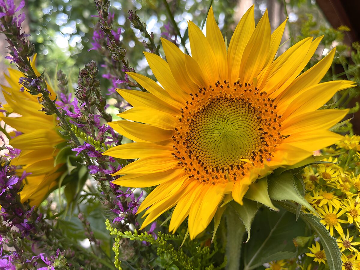 TPFR37817: Tournesol éclatant