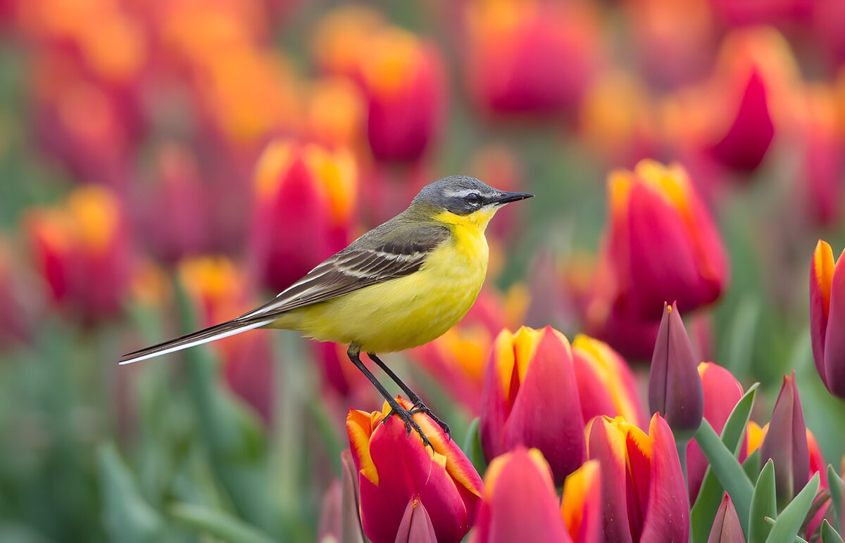 TPFR23674: Un oiseau parmi les tulipes colorées