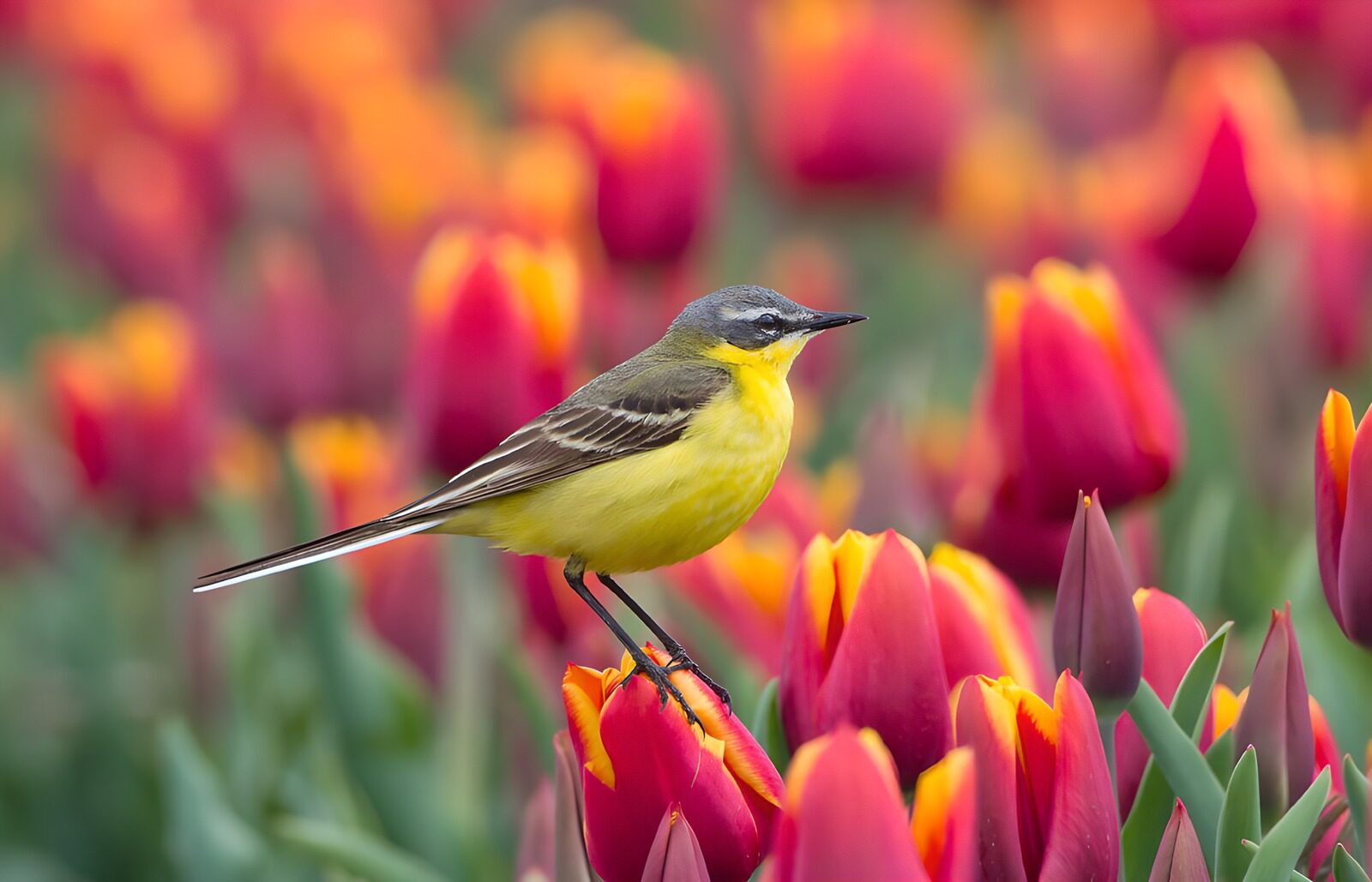 TPFR23674: Un oiseau parmi les tulipes colorées