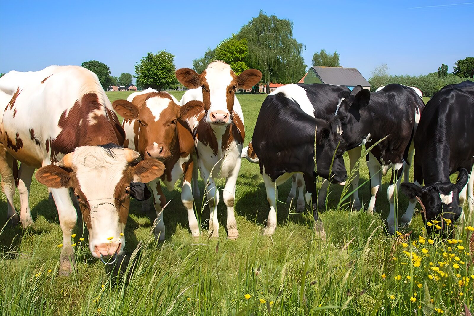 TPFR76930: Vaches dans un pré ensoleillé