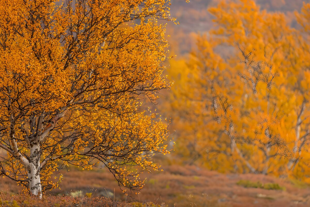 TPFR16071: Forêt d'automne éclatante