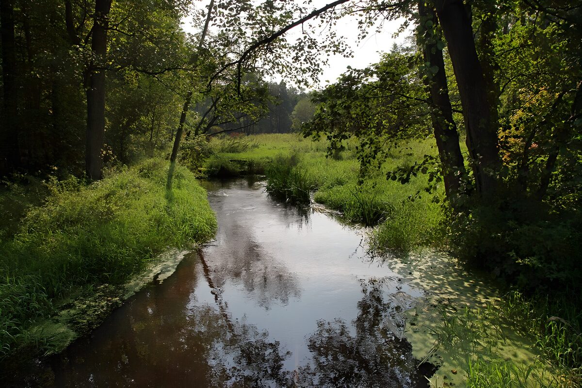 TPFR77739: Rivière paisible au milieu des arbustes