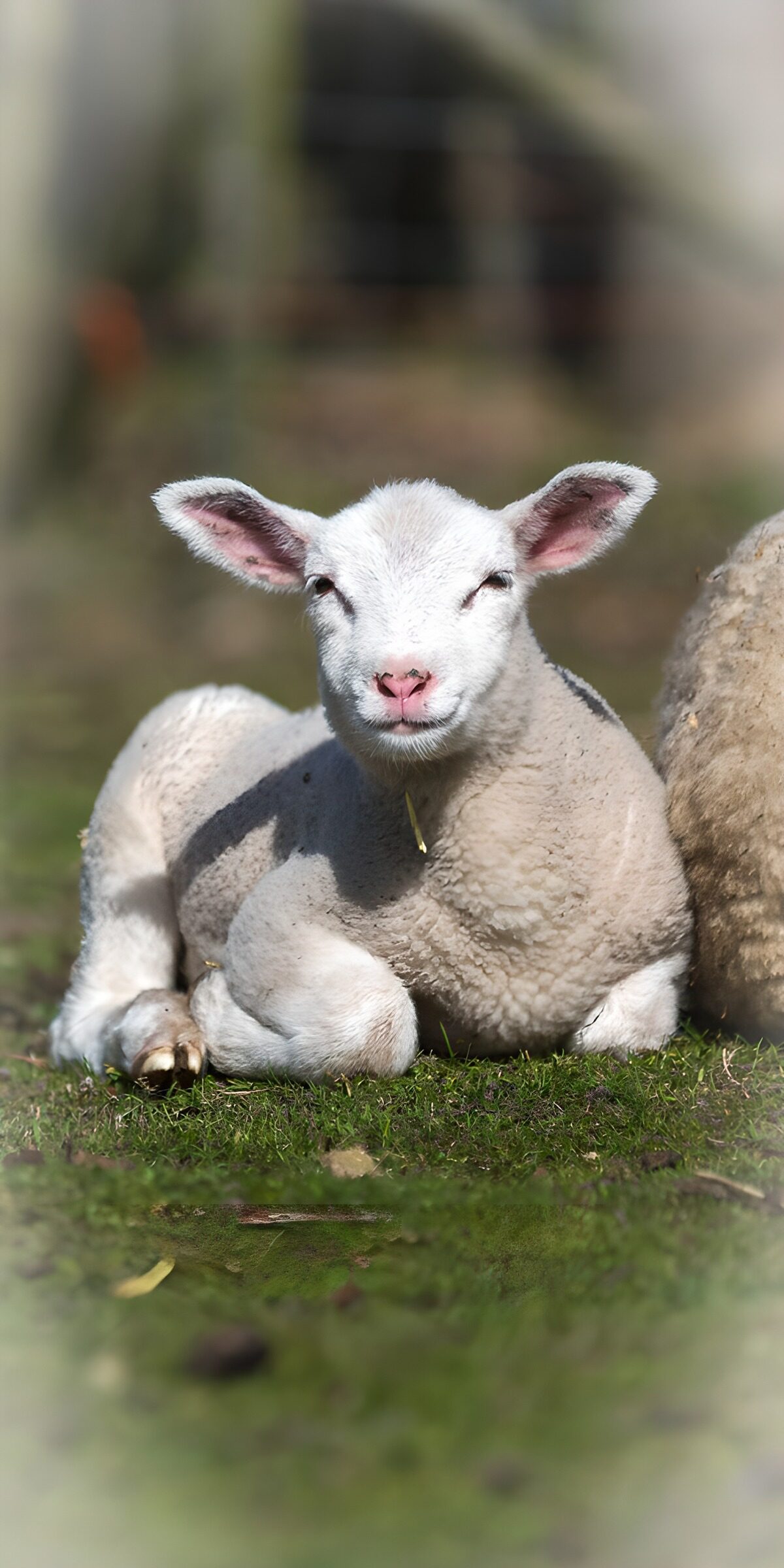 TPFR74635: Mouton nouveau-né sur l'herbe