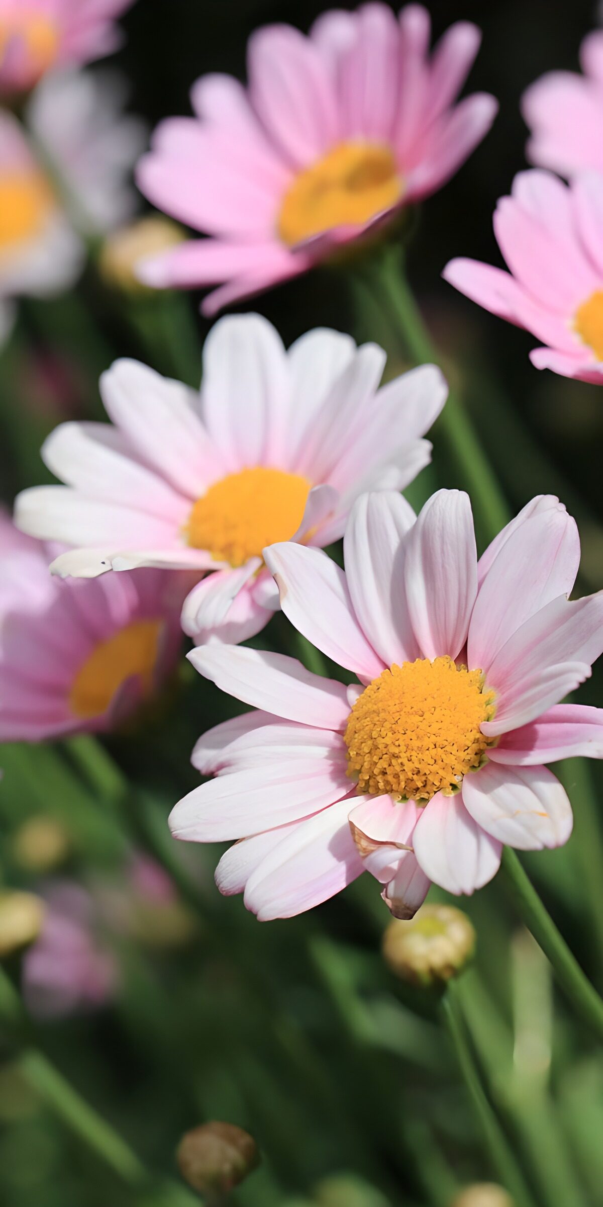 TPFR46516: Fleurs de marguerite roses en fleur
