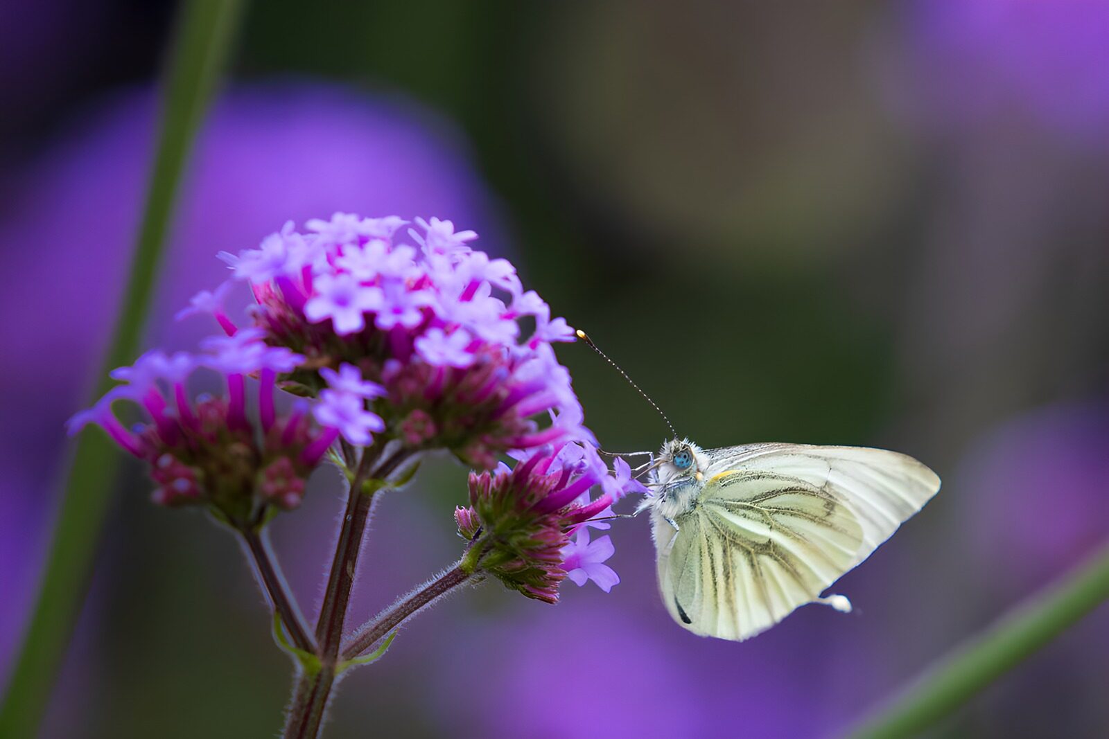 TPFR54645: Papillon sur fleur violette