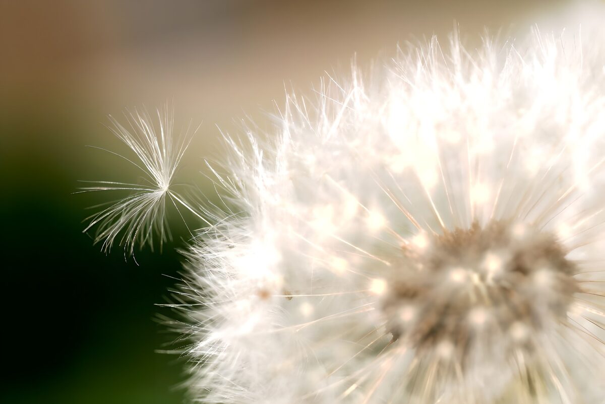 Photo de fleurs 40