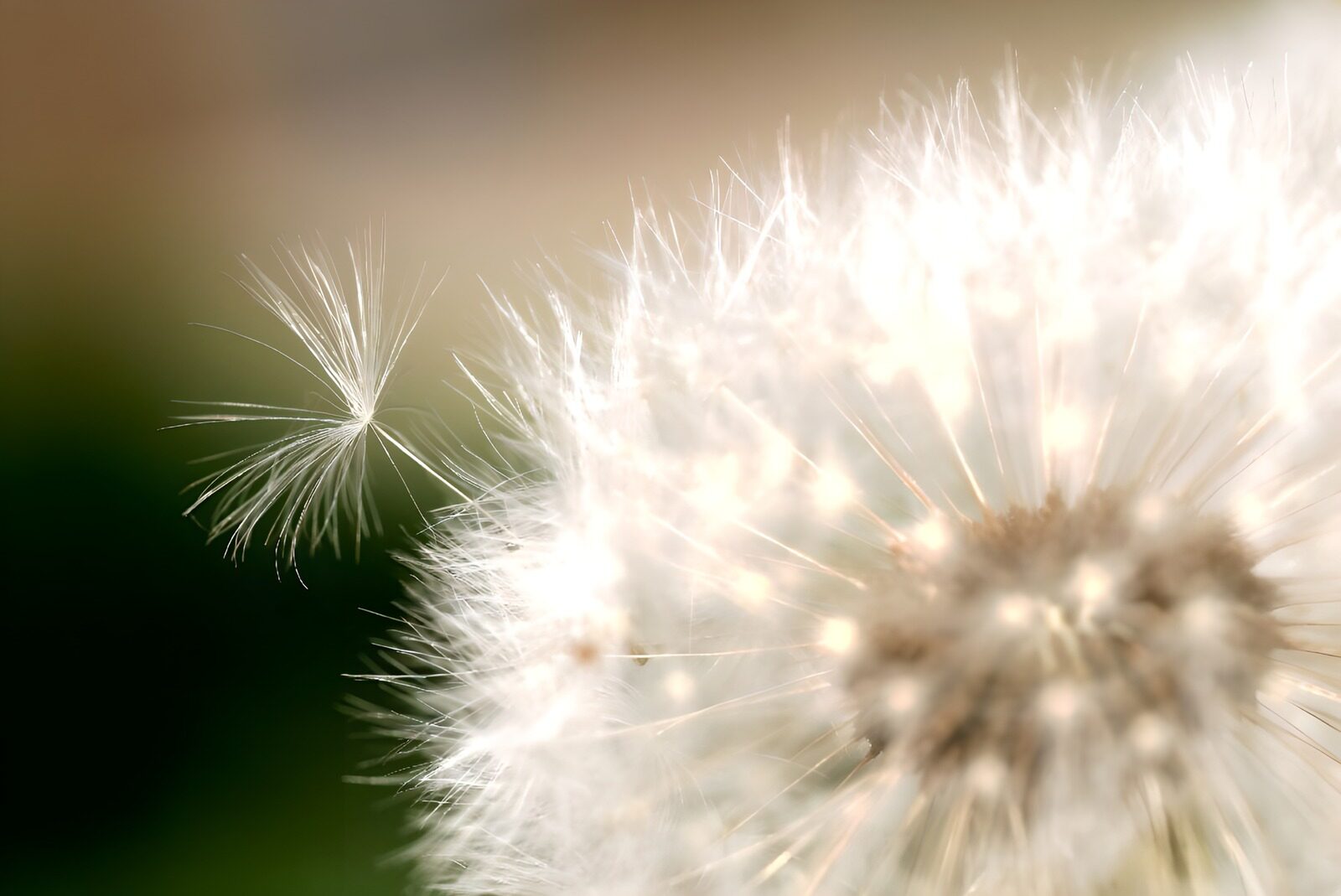 TPFR23664: Photo de fleurs 40