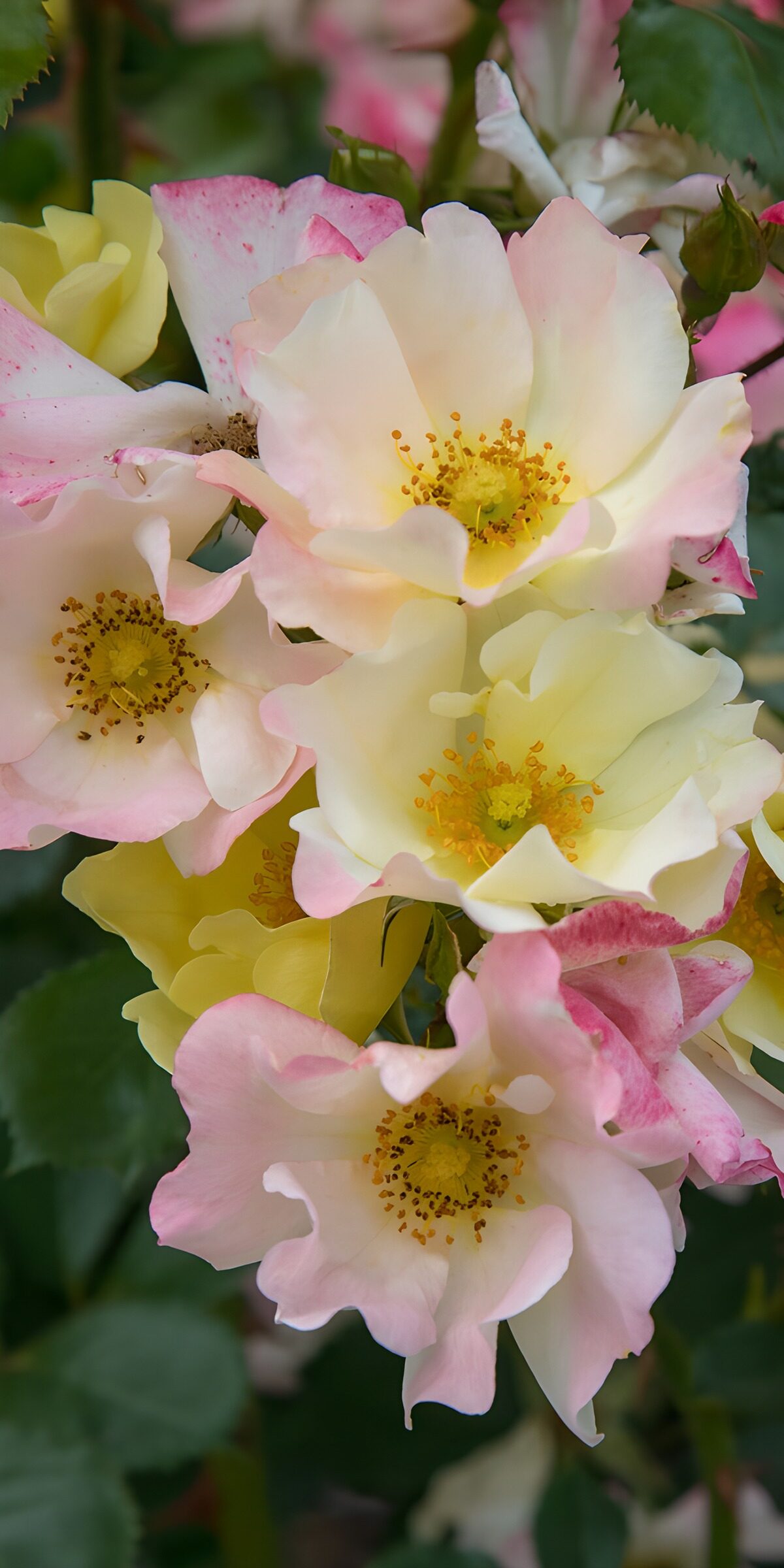 TPFR26185: Roses délicates aux teintes pastel