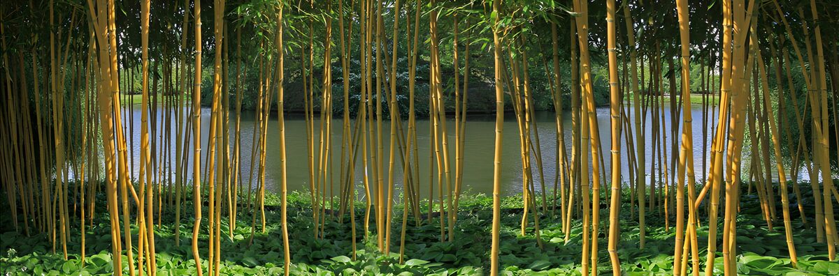 TPFR54076: Forêt de bambous dorés et étang paisible