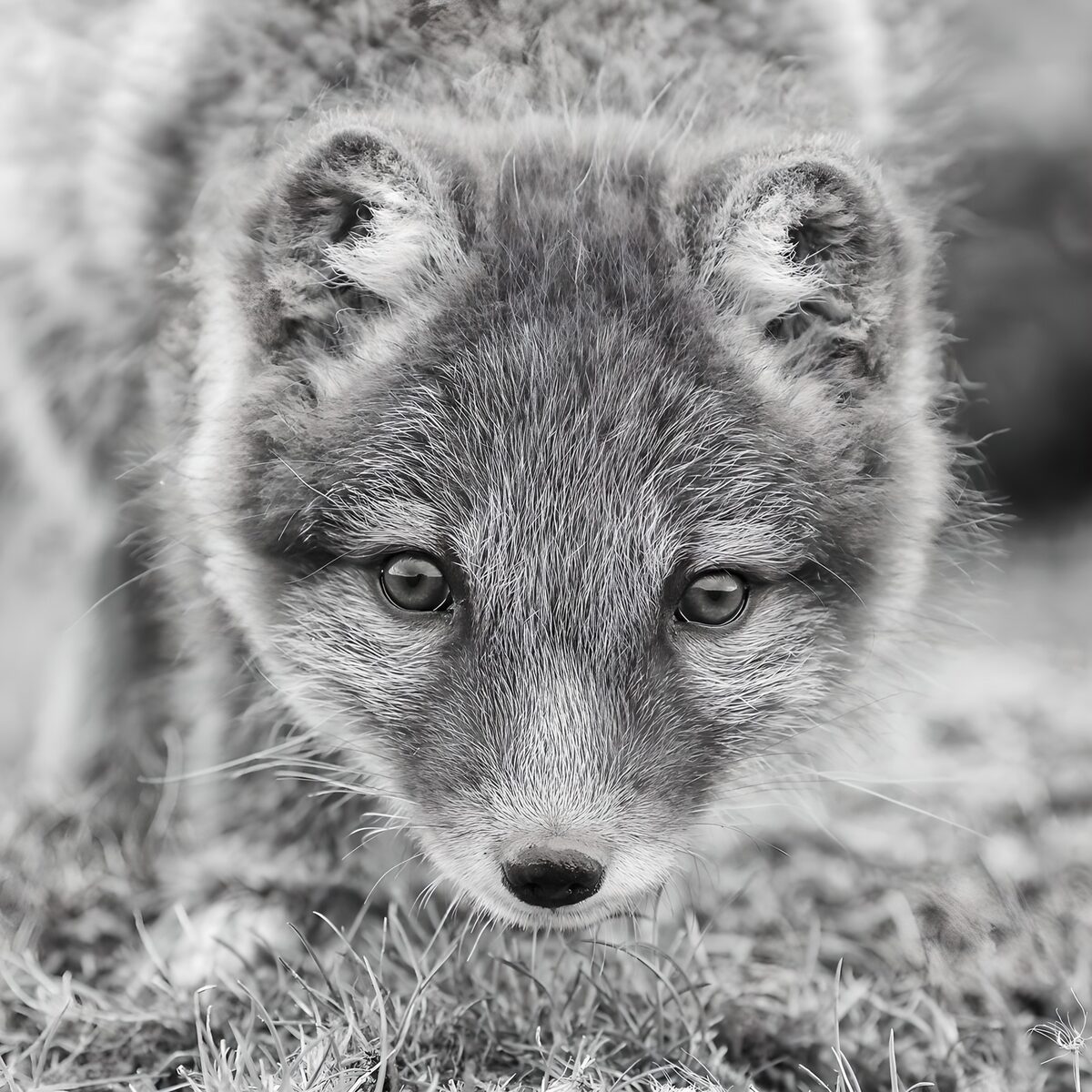 Renard arctique en noir et blanc
