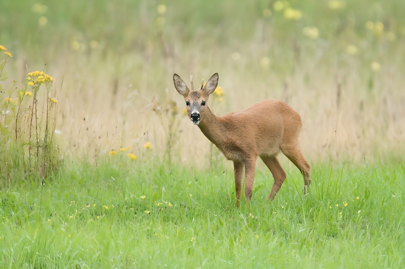 TPFR47349: Un jeune chevreuil dans la prairie