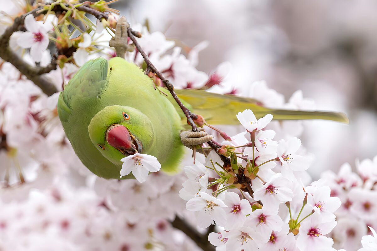 TPFR44524: Perroquet dans les fleurs de cerisier