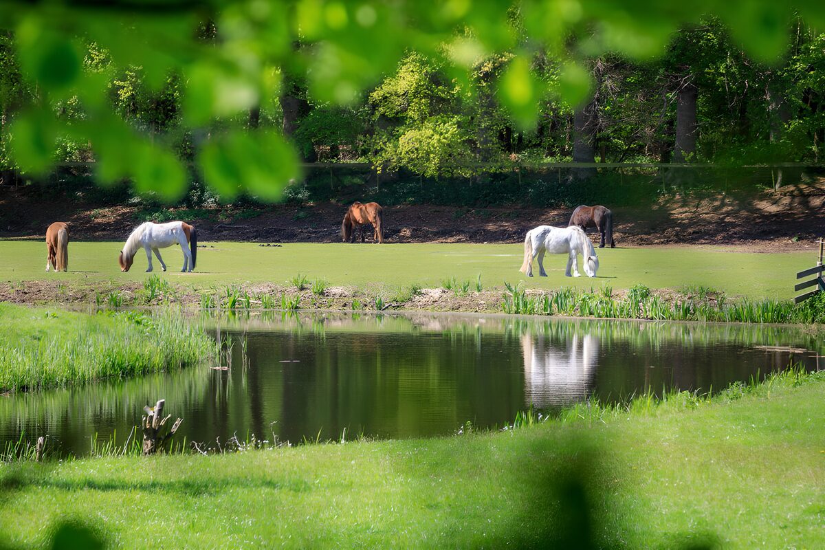 Paon tranquille dans la nature verdoyante
