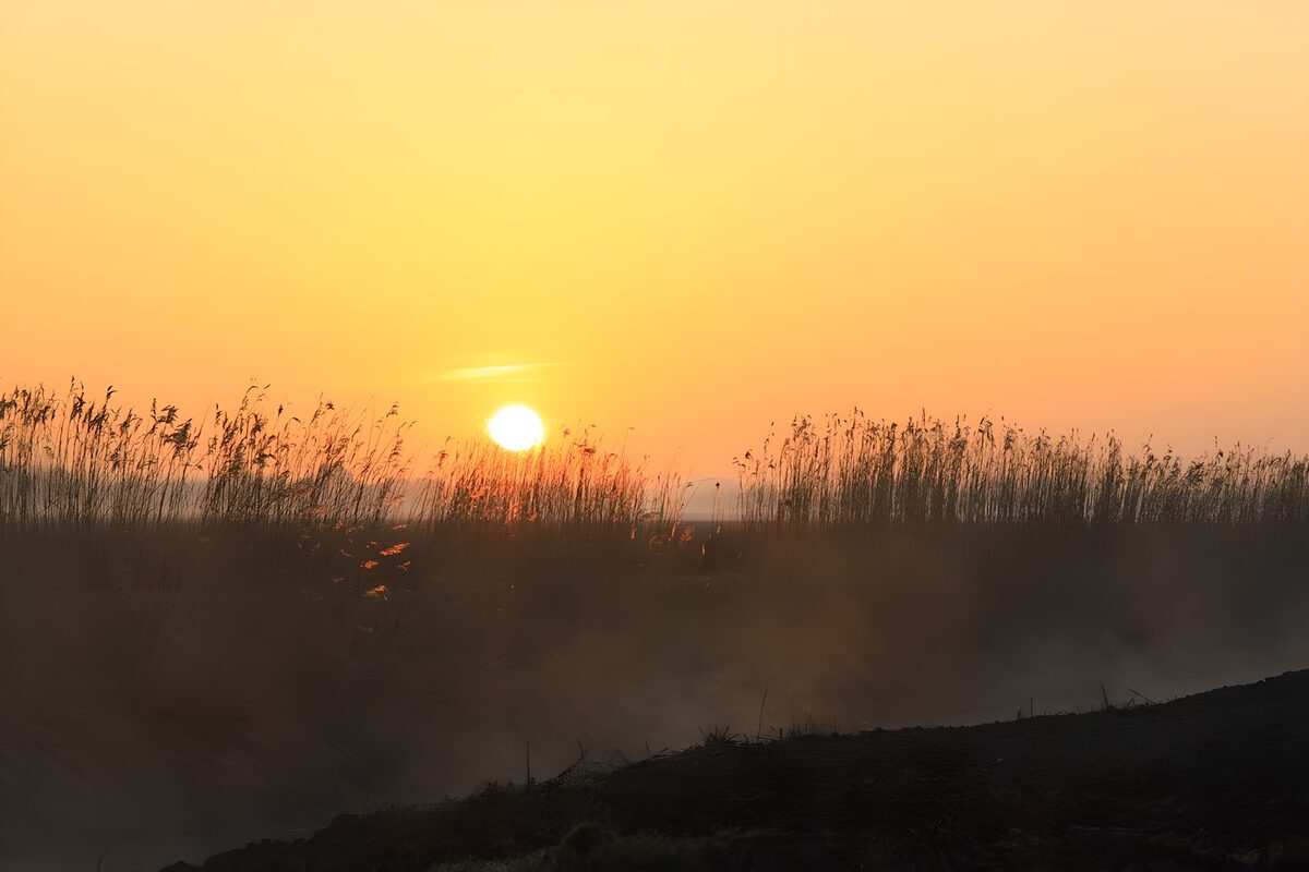 TPFR95665: Coucher de soleil au-dessus des roseaux