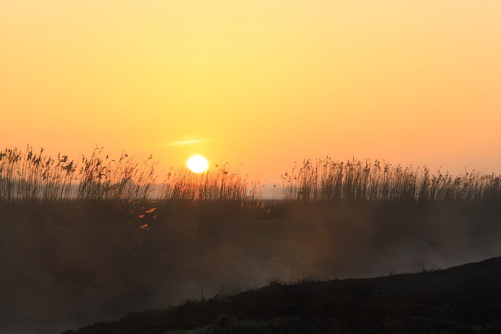 TPFR95665: Coucher de soleil au-dessus des roseaux