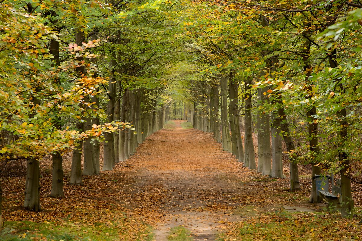 TPFR24382: Sentier enchanteur sous les feuillages