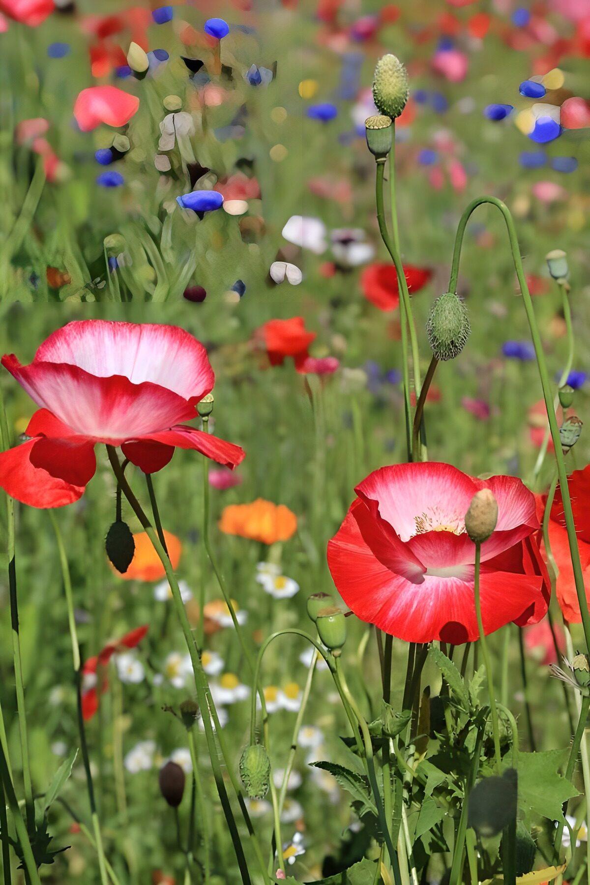 TPFR26812: Fleurs de pavot en pleine floraison