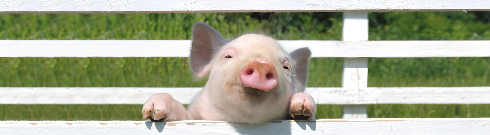 TPFR58029: Un adorable petit cochon heureux