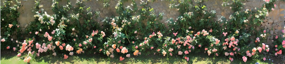 TPFR73651: Mur de roses en pleine floraison