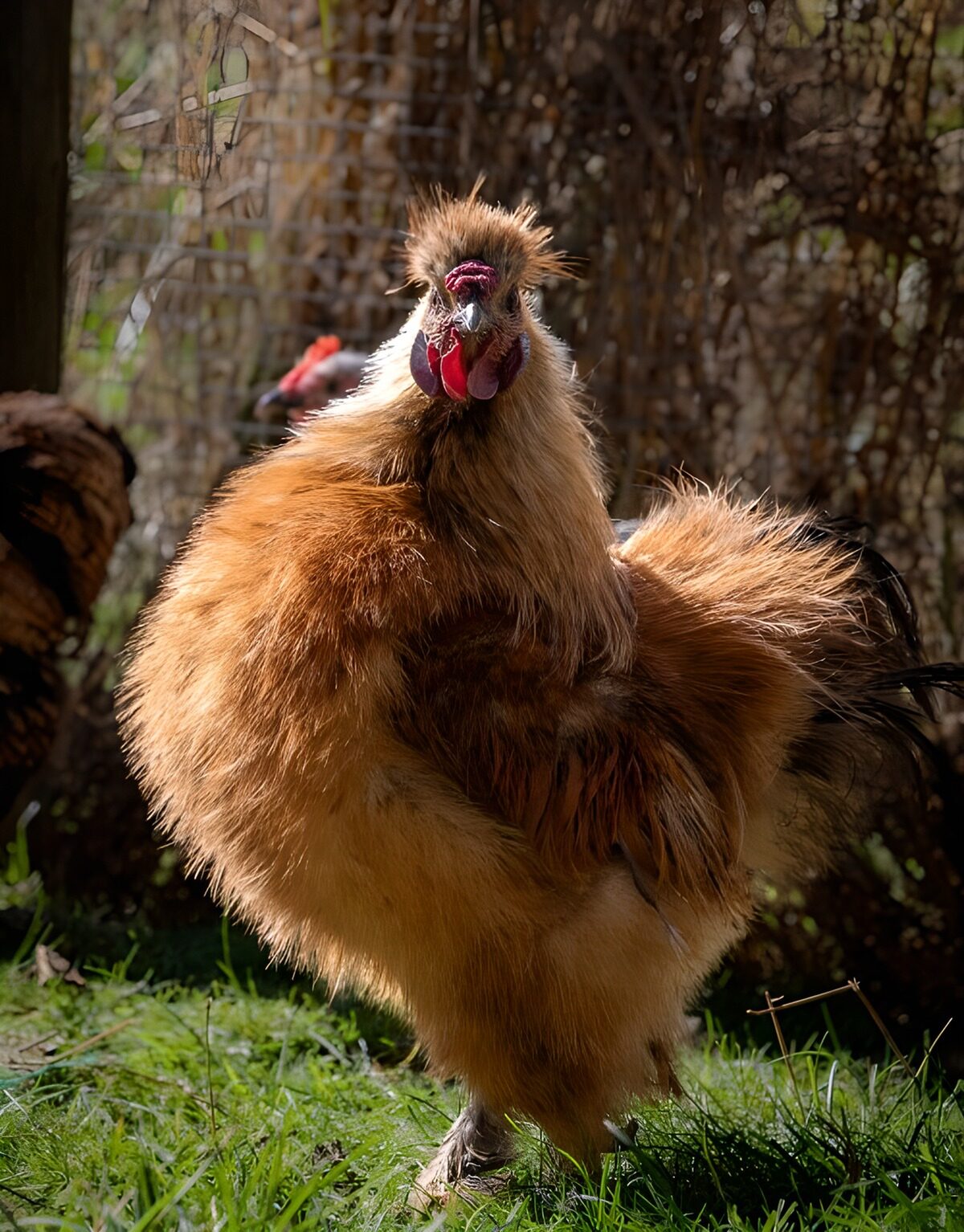TPFR86429: Coq fantaisie à plumes dorées