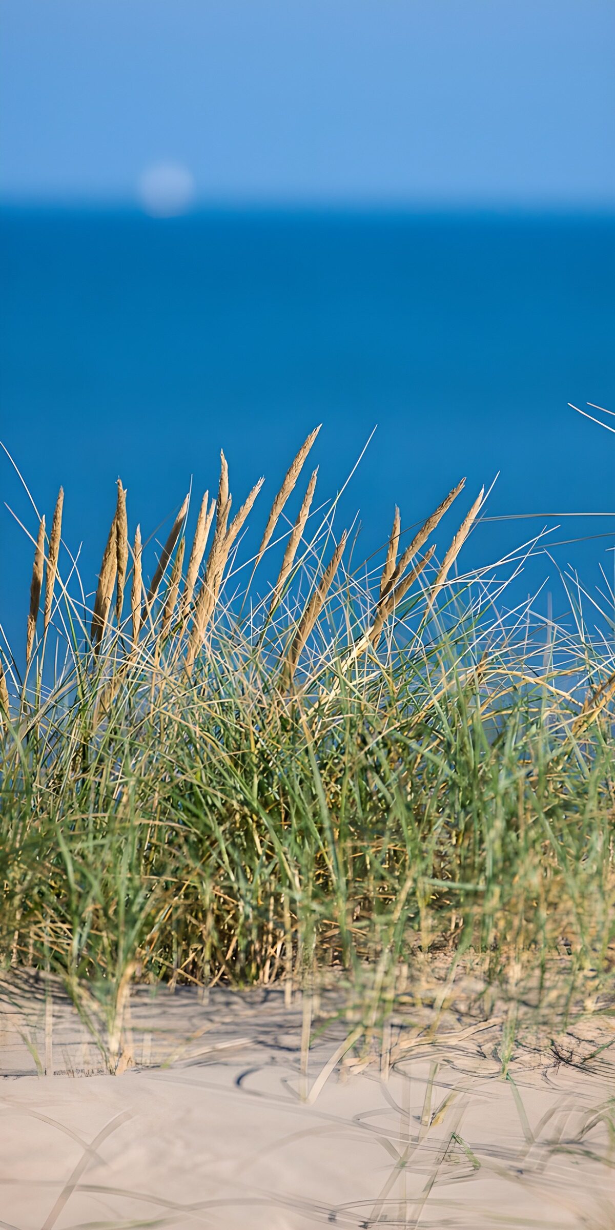 TPFR88838: L'herbe des dunes au bord de la mer