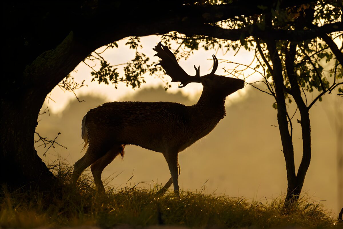 TPFR60843: Cerf majestueux au crépuscule