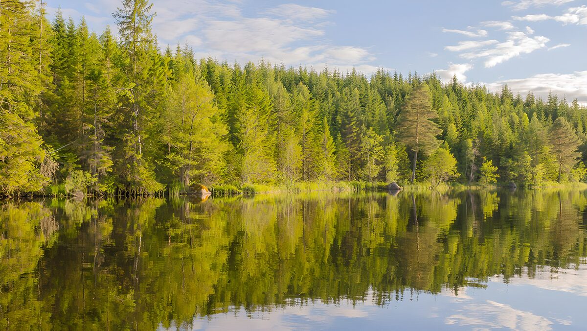 TPFR52869: Reflets de la forêt et du lac