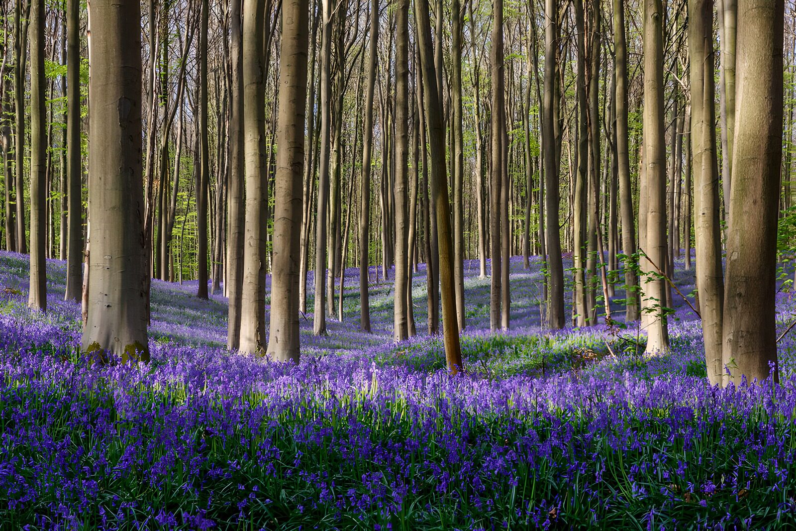 TPFR43686: Forêt de l'hyacinthe en fleur
